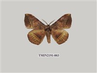 藏品(埔里帶蛾)的圖片